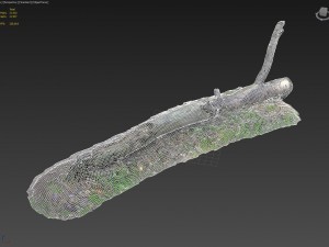 3d scanned nature forest roots 007 3D Model