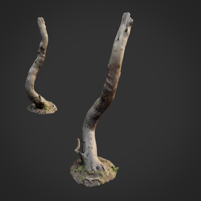 3d scanned nature forest roots 008 Modelo 3D .c4d .max .obj .3ds .fbx .stl .blend 