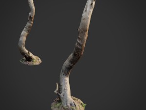 3d scanned nature forest roots 008 Modèle 3D