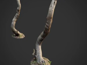 Ra&iacute;zes da floresta da natureza digitalizada em 3D 008 Modelo 3D