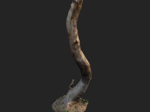 3d scanned nature forest roots 008 Modelo 3D