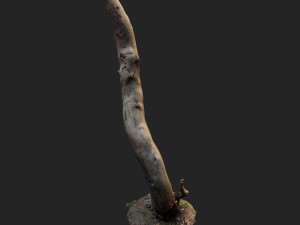 3d scanned nature forest roots 008 Modelo 3D