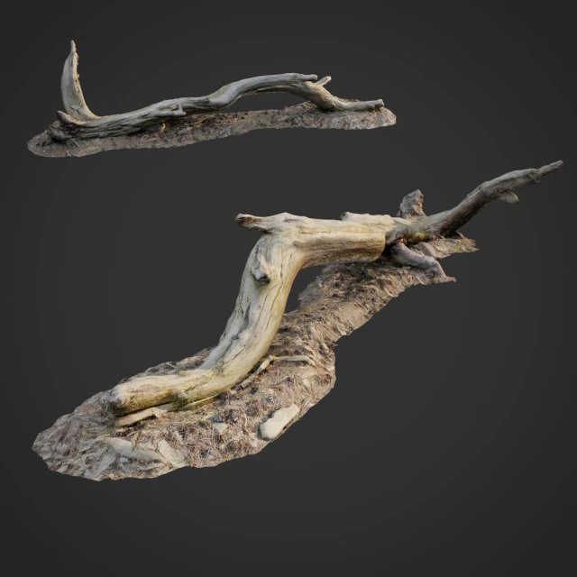3d scanned nature forest roots 009 3D Model .c4d .max .obj .3ds .fbx .stl .blend 