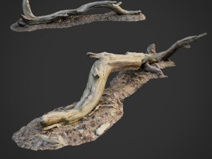 3d scanned nature forest roots 009 Model 3D