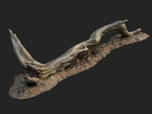 3d scanned nature forest roots 009 3D Model