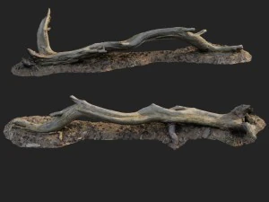 3d scanned nature forest roots 009 3D Model