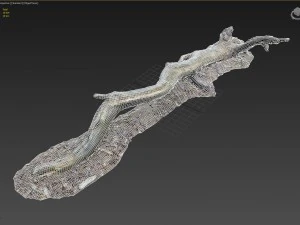 3d scanned nature forest roots 009 3D Model