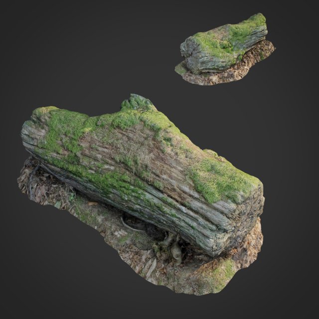 3d scanned nature forest stuff 001 3D Model .c4d .max .obj .3ds .fbx .stl .blend 