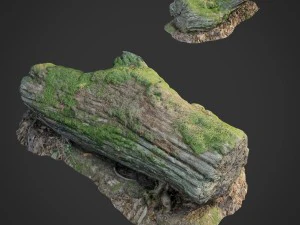 Material da floresta natural digitalizado em 3D 001 Modelo 3D