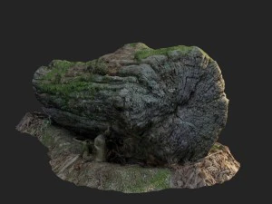 3d scanned nature forest stuff 001 3D Model