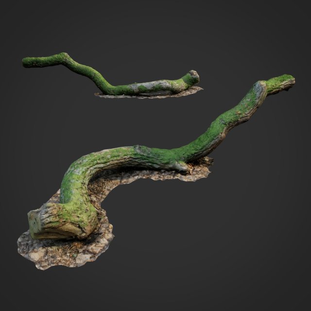 3d scanned nature forest stuff 003 3Dモデル .c4d .max .obj .3ds .fbx .stl .blend 