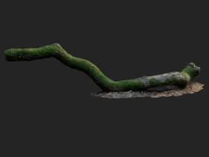 3d scanned nature forest stuff 003 3Dモデル