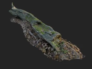 3d scanned nature forest stuff 004 3D Model