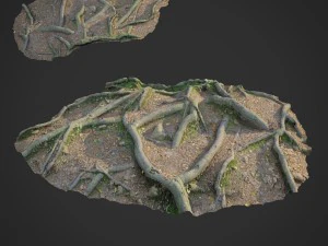 3D-gescande natuur boswortels 010 3D Model
