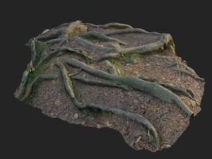 3d scanned nature forest roots 010 Modelo 3D