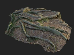 3d scanned nature forest roots 010 3D Model
