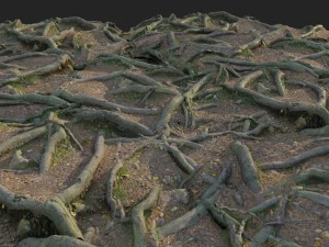 3d scanned nature forest roots 010 3D Model