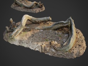 3d scanned nature forest stuff 005 3D Model