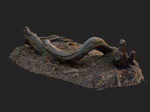 3d scanned nature forest stuff 005 Model 3D