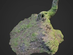 Barang hutan alam yang dipindai 3d 006 Model 3D