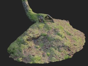 3d scanned nature forest stuff 006 3D Модель