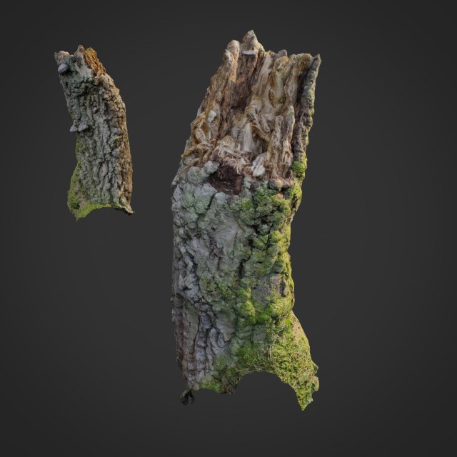 3d scanned nature forest stuff 007 Modelo 3D .c4d .max .obj .3ds .fbx .stl .blend 