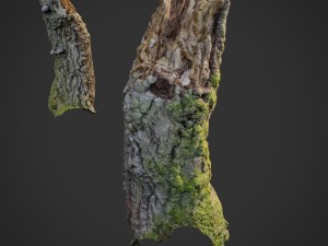 3d scanned nature forest stuff 007 3D Model