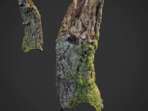 Roba di foresta naturale scansionata in 3D 007 Modello 3D