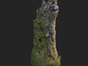 3d scanned nature forest stuff 007 Modelo 3D
