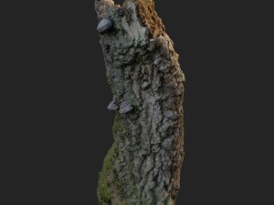 3d scanned nature forest stuff 007 Modelo 3D