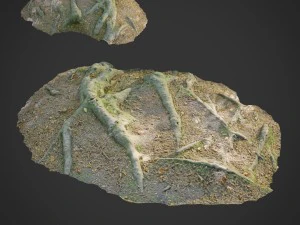 3d scanned nature forest roots 011 3D Model