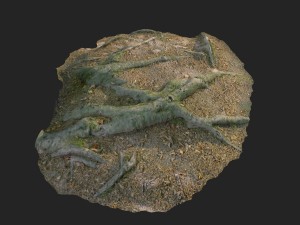 3d scanned nature forest roots 011 Model 3D