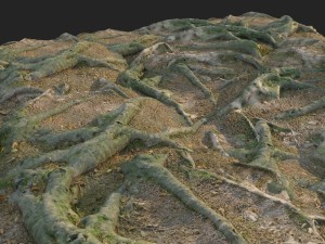 3d scanned nature forest roots 011 Model 3D