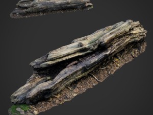 3d scanned nature forest stuff 009 3D Model
