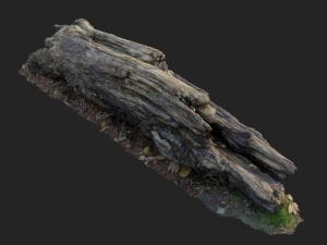 3d scanned nature forest stuff 009 Modelo 3D