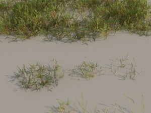 nordic forest plants a collection 3D 모델