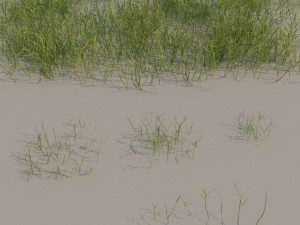 nordic forest plants a collection 3D 모델