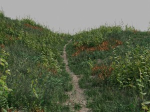 nordic forest plants b collection Modelo 3D