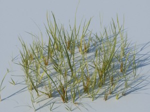 beach grass pack 3D Model