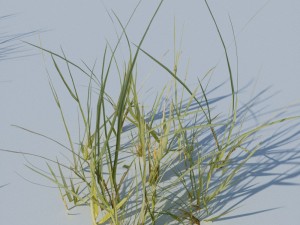 beach grass pack 3D Model