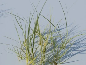 beach grass pack 3D Model