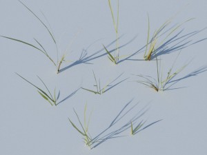 beach grass pack 3D Model