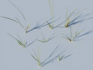 beach grass pack 3D Model