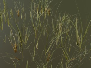 beach grass pack 3D Model