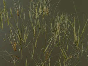beach grass pack 3D Model