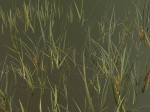 beach grass pack 3D Model