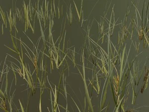 beach grass pack 3D Model