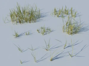 beach grass pack 3D Model