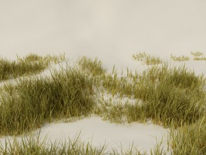 beach grass pack 3D Model