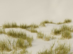 beach grass pack 3D Model